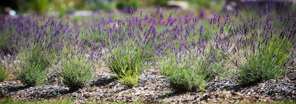 Our 5th Season of Lavender Loving!