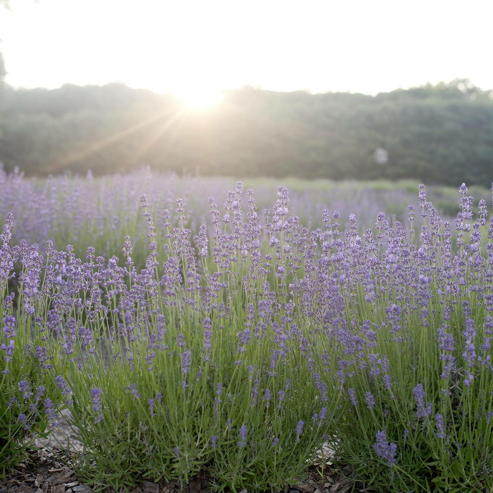 Our 10th Season of Lavender Loving!