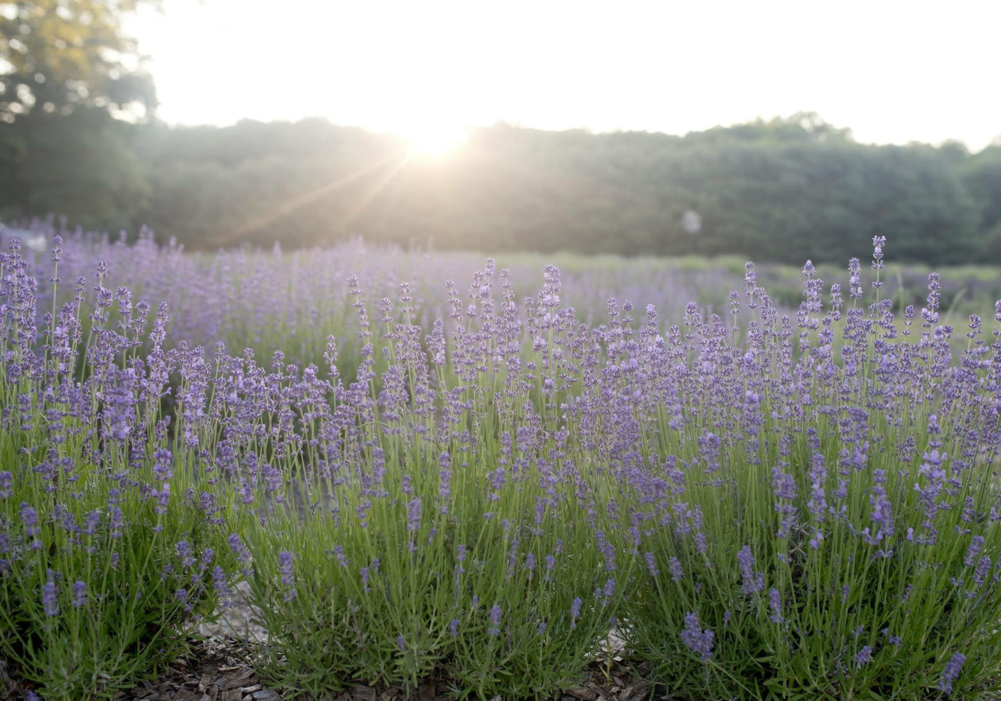 Our 10th Season of Lavender Loving!