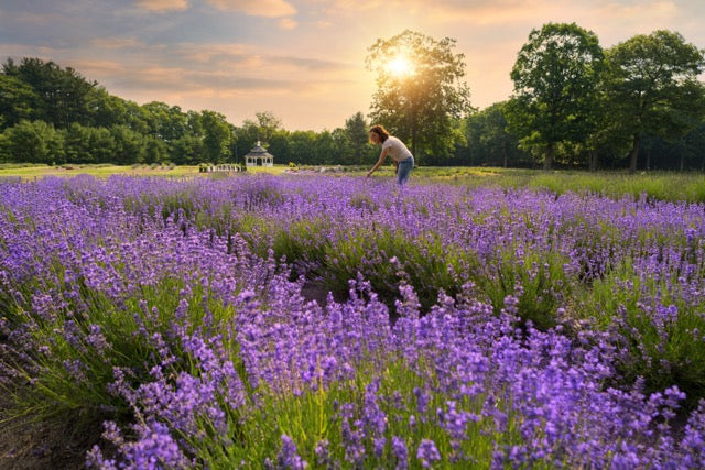 Lavender Pond Farm Named “Best Connecticut Attraction” by USA TODAY 10Best