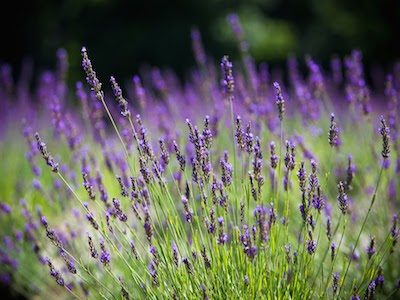 2024 Lavender Plants