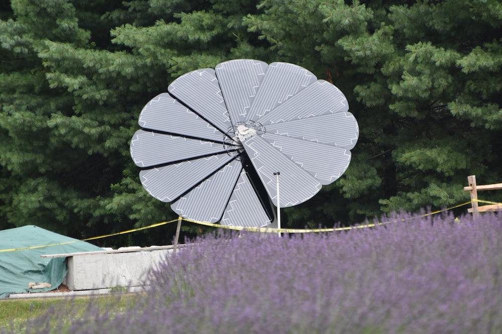 Solar Smart Flower Blooms at Lavender Pond Farm